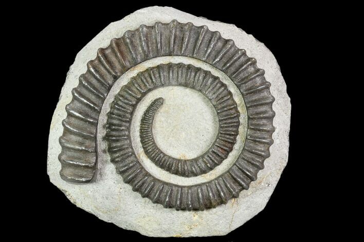 Devonian Ammonite (Anetoceras) - Morocco #110664